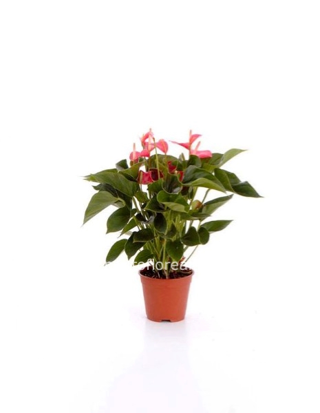 Pianta di anthurium