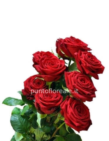 Rose rosse a stelo di prima scelta