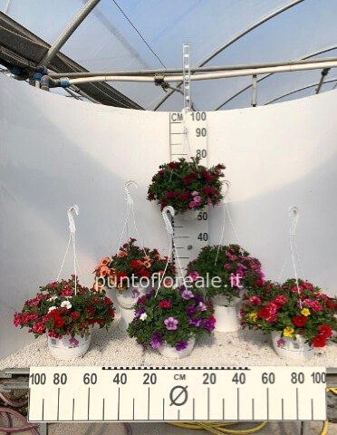 CALIBRACHOA CIOTOLA 25