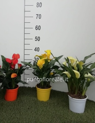 CALLA  ZANTEDISCHIA VASO 15