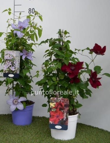 CLEMATIS VASO 17 PIRAMIDE