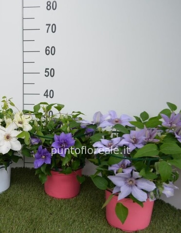 CLEMATIS VASO 19