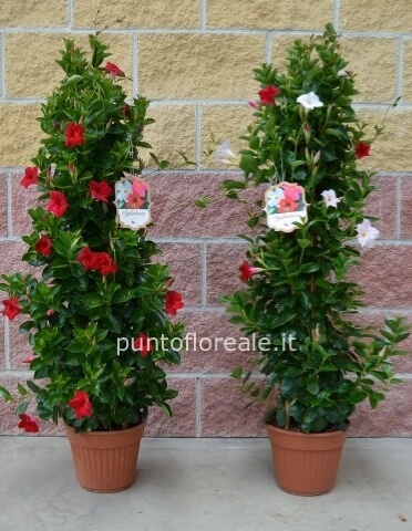 DIPLADENIA VASO 22 PIRAMIDE