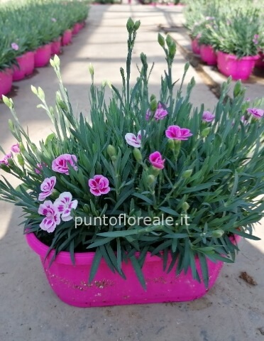 GAROFANINO PINK KISS VASCHETTA