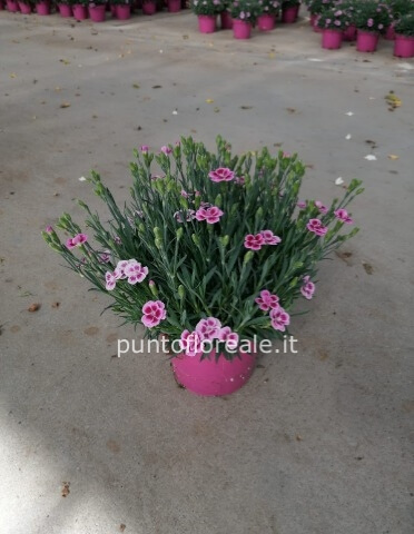 Garofanino Pink Kiss vaso 12 