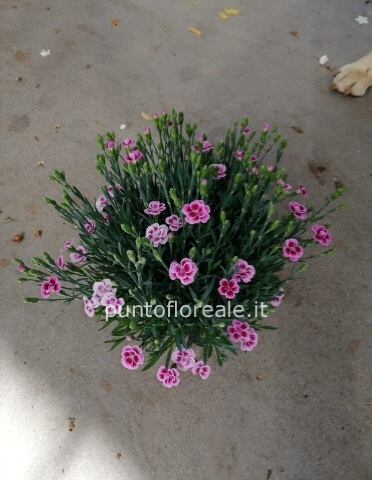 GAROFANINO PINK KISS VASO 12