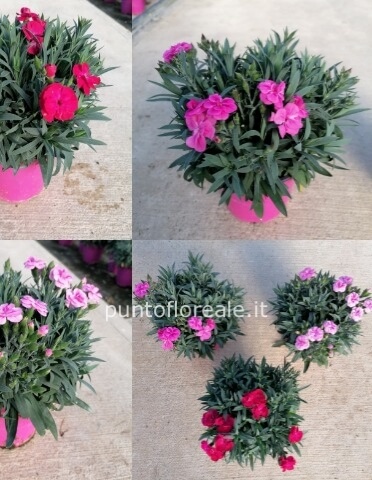 GAROFANO PEMAN VASO 14