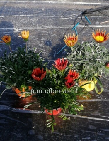 GAZANIA_VASO_14