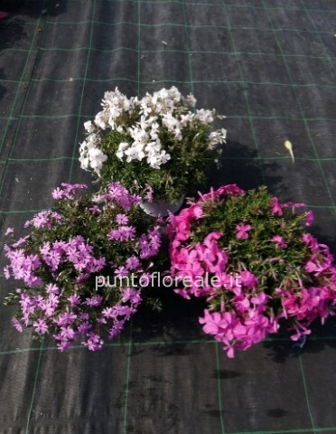 PHLOX VASO 14