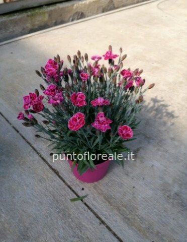 PURPLE WEDDING VASO 12