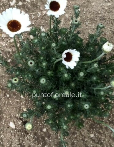 RHODANTHEMUM VASO 14