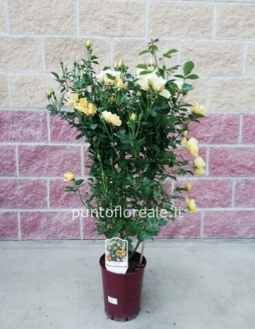 ROSA ALBERELLO H 100