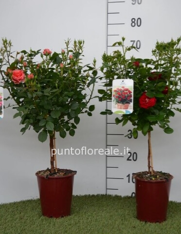ROSA ALBERELLO VASO 15 H 70