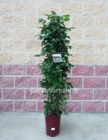 ROSA PIRAMIDE VASO 20 H 120