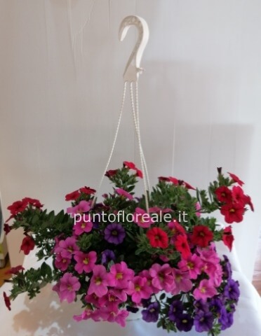 CALIBRACHOA BASKET 18