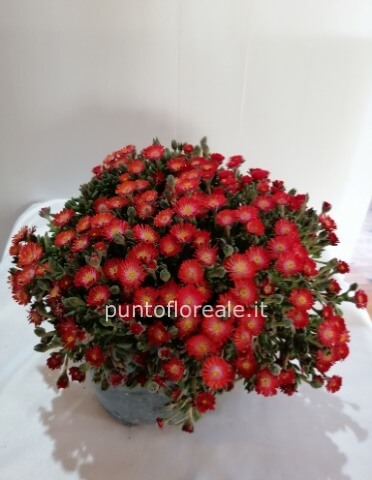 DELOSPERMA EXTRA VASO 17