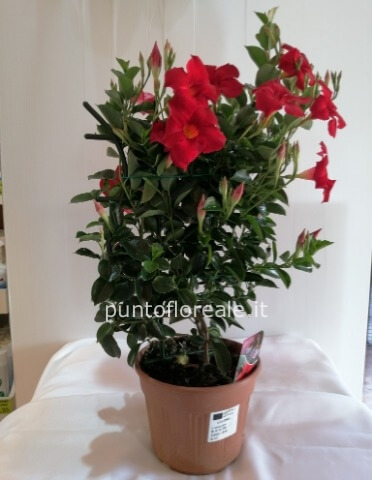 DIPLADENIA EXTRA VASO 14