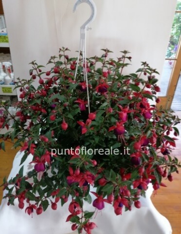 FUCSIA BASKET