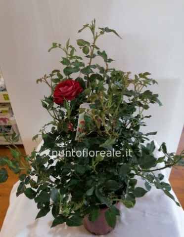 ROSELLINA EXTRA VASO 14