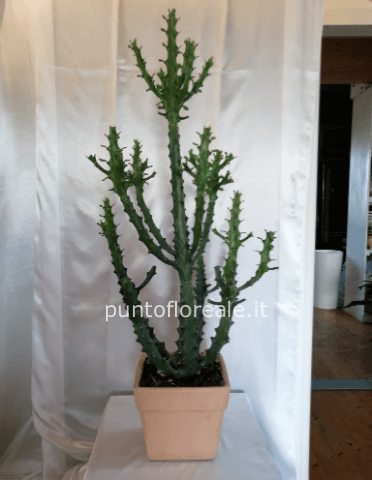 euphorbia