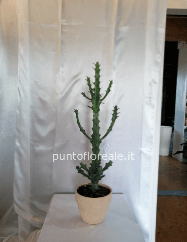 euphorbia