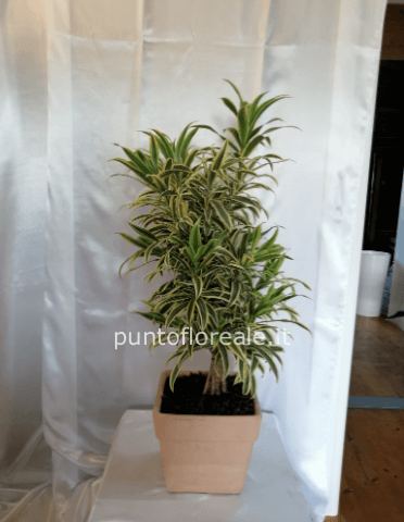 dracena pleomele vaso terracotta