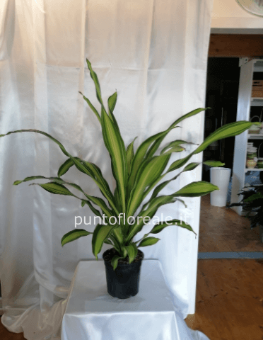 dracena