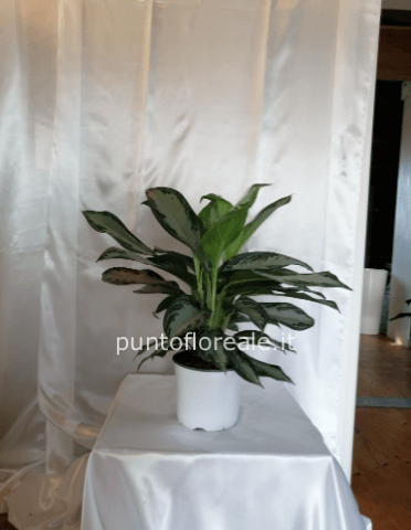 aglaonema