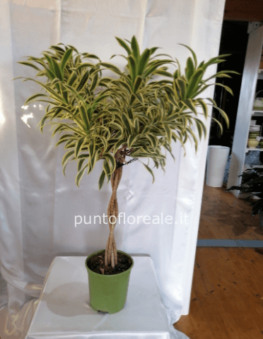 dracena alberello.jpg