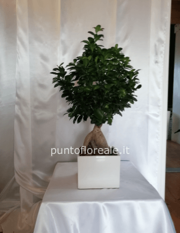 bonsai ginseng vaso ceramica