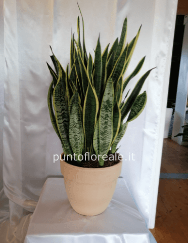 sanseveria