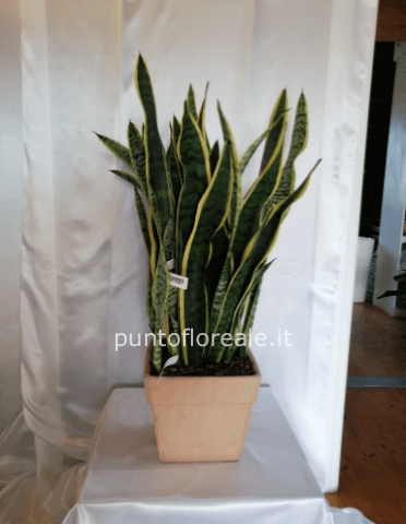 sanseveria  vaso quadrato