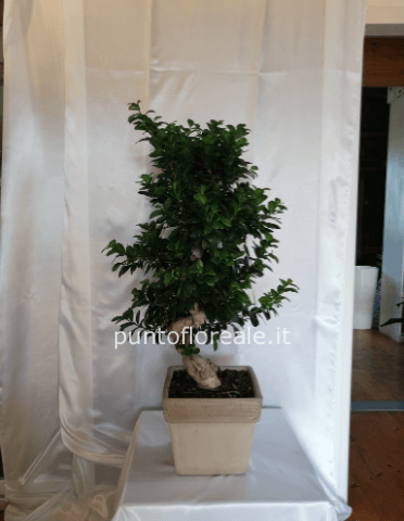 bonsai ginseng h 90