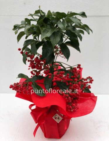ardisia