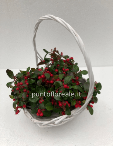 gaulteria 3 piante con cesto