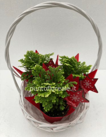 selaginella 3 piante in cesto