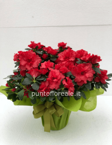 azalea
