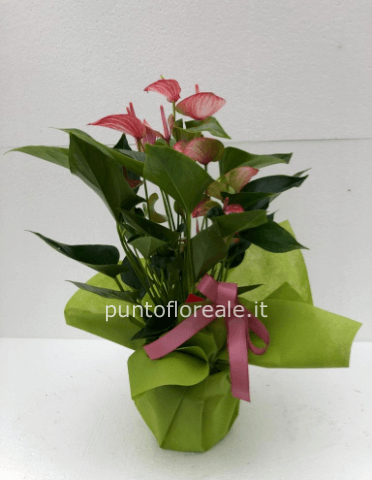 anthurium
