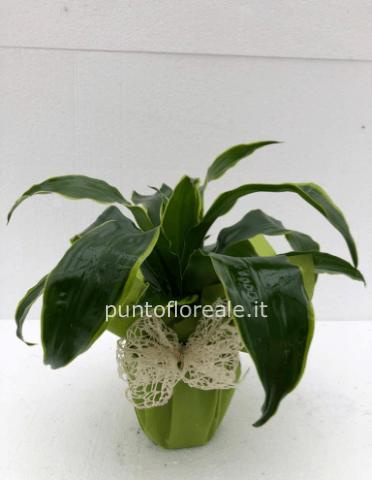 dracena piccola