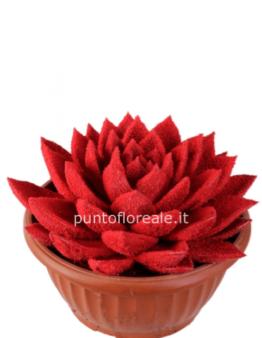 echeveria miranda v20