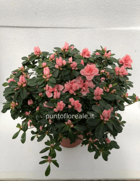 Azalea