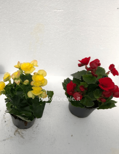 begonia