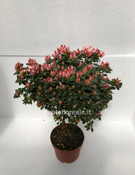 azalea alberello