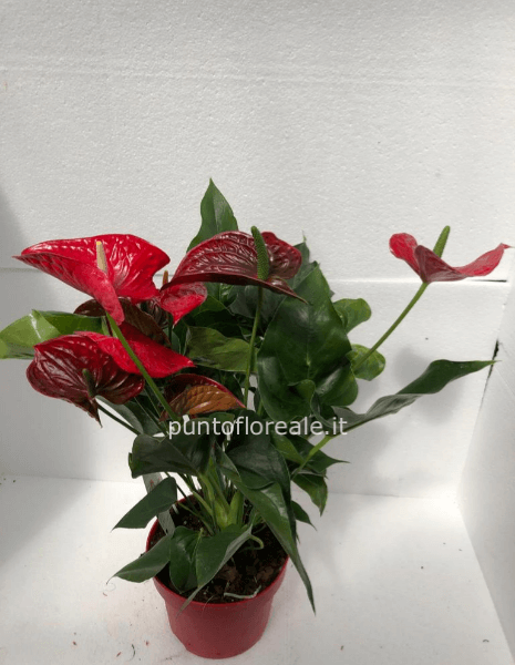 Anthurium
