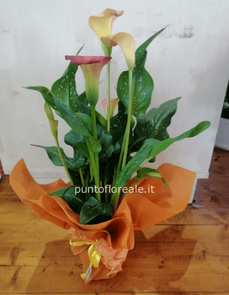 calla vaso 14