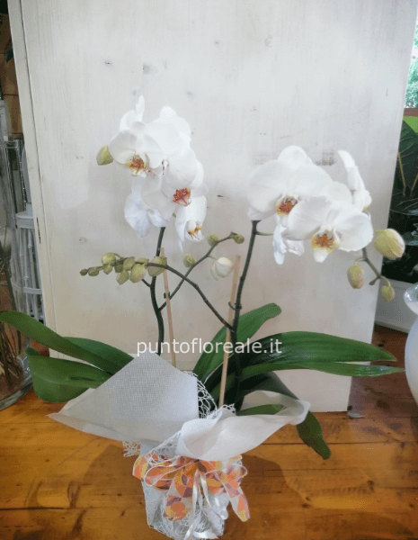 orchidea phalaenopsis