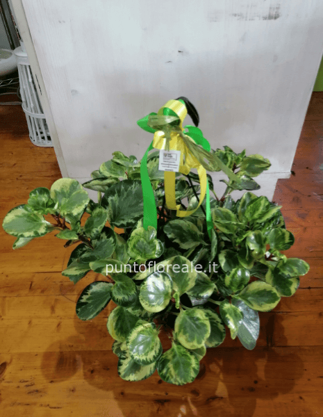 peperomia