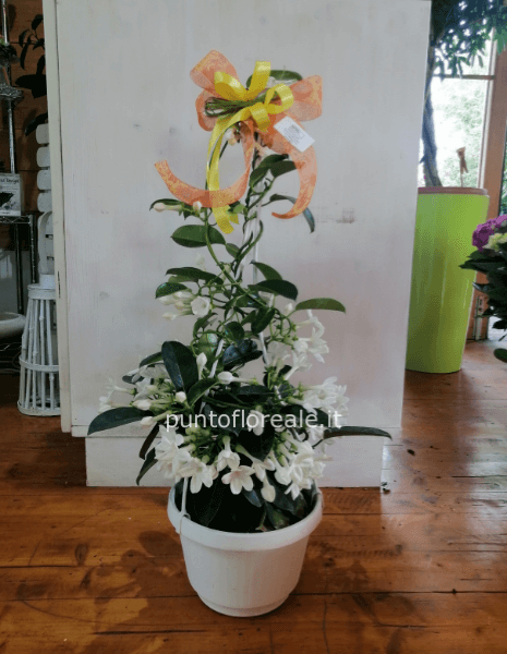 stephanotis basket