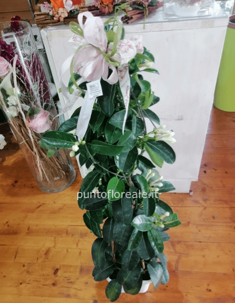 stephanotis