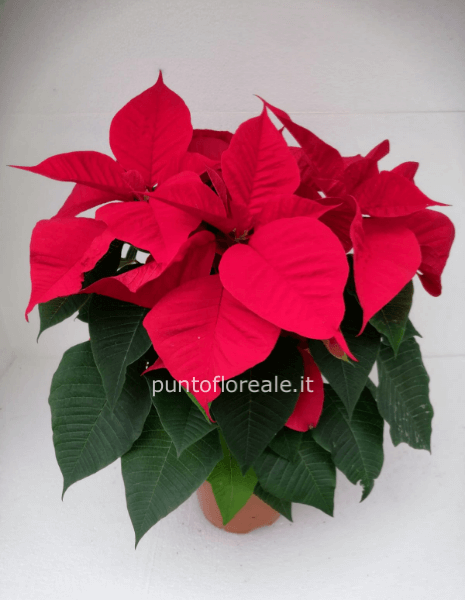 Stella di Natale v.18 rosso/bianco/variegato